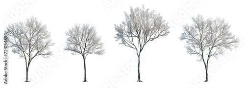 Winter various snowed trees frontal isolated png on a transparent background premium cutout sunny weather