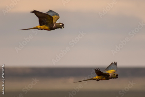 two parrots Psittacoidea colourful flying with open wings in patagonia argentina. Neuquen
