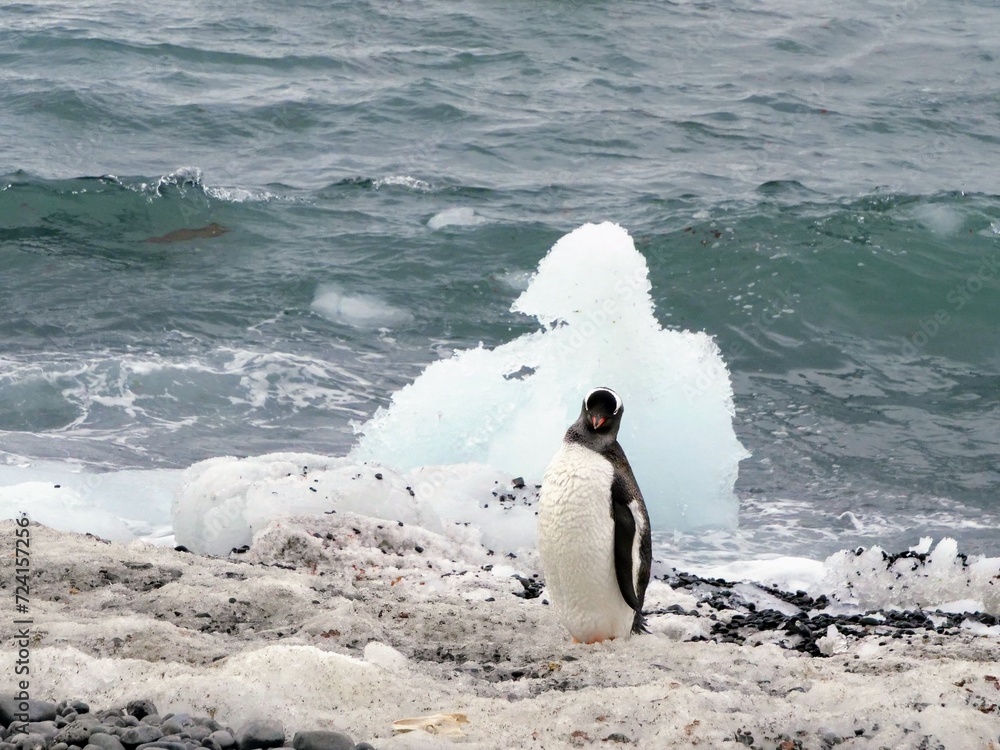 Obraz premium Eselspinguin bei Brown Bluff auf der Antarktischen Halbinsel vor einer von der Natur geformten Eisskulptur