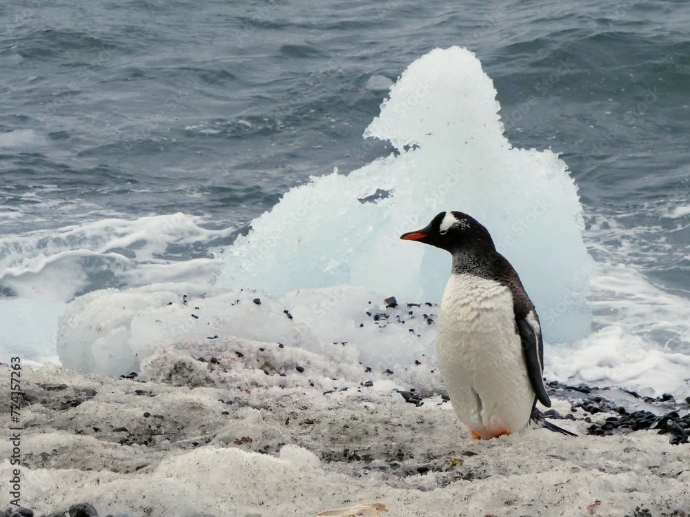 Obraz premium Eselspinguin bei Brown Bluff auf der Antarktischen Halbinsel vor einer von der Natur geformten Eisskulptur