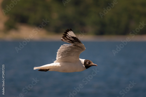seagull with black head, Chroicocephalus maculipennis, in patagonia argentina, neuquen, in flight with open wings
