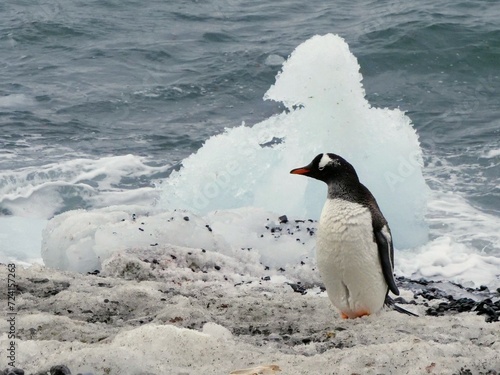 Eselspinguin bei Brown Bluff auf der Antarktischen Halbinsel vor einer von der Natur geformten Eisskulptur photo