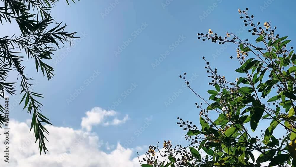 sky and grass,tree, sky, nature, green, blue, spring, leaves, trees, branch, leaf, plant, summer, pine, forest, clouds, landscape, branches, day, cloud, white, season, sun, environment, beauty, natura sky and grass,tree, sky, nature, green, blue, spring, leaves, trees, branch, leaf, plant, summer, pine, forest, clouds, landscape, branches, day, cloud, white, season, sun, environment, beauty, natura