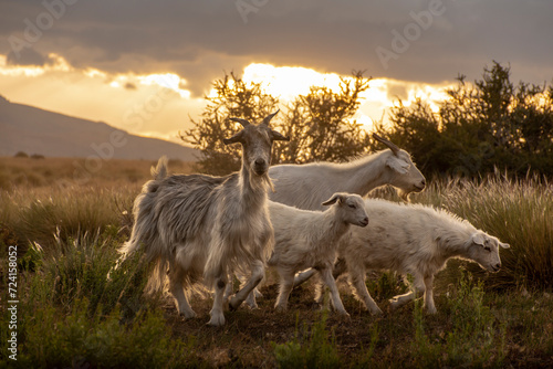 group of goats in the wildlife with awesome sunset in neuquen, patagonia argentina. Capra hircus photo