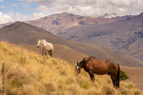 Two horses in a wild dry landscape with mountains in patagonia argentina, neuquen