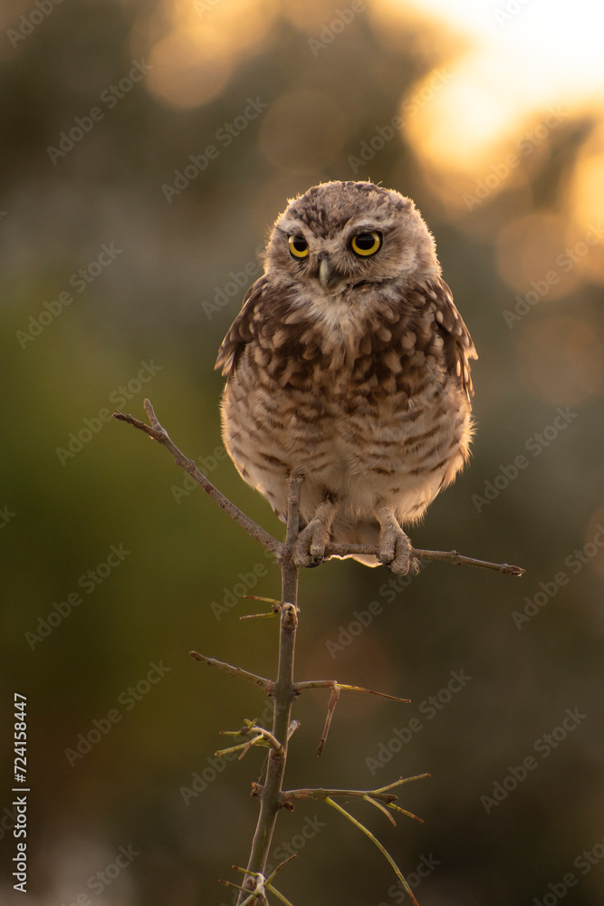Fototapeta premium Buho, little owl standing in a tree in Argentina. Athene cunicularia