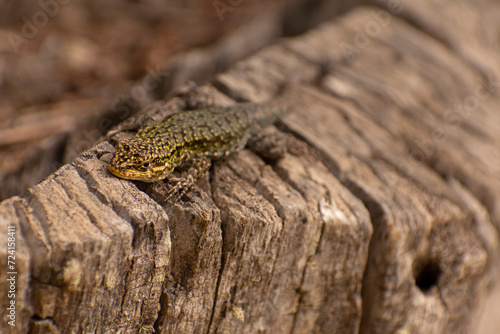 little lizzard (Liolaemus) in a piece of wood. Argentina, Patagonia photo