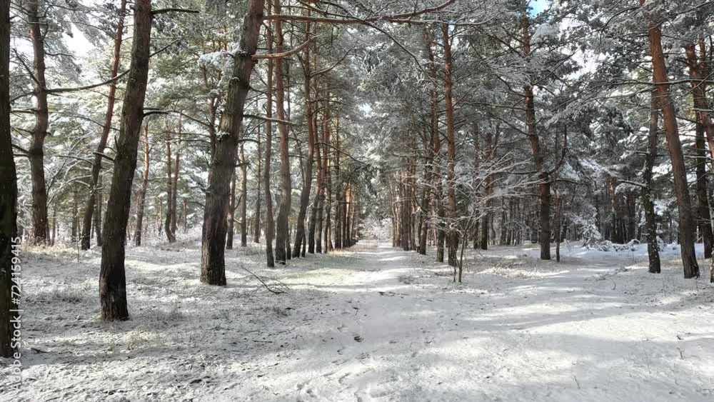 snow on the branches. trees in the snow. a lot of snow in the forest. Tree branches in the snow, close up. Winter in the forest. snow on the branches. trees in the snow. a lot of snow in the forest. Tree branches in the snow, close up. Winter in the forest.
