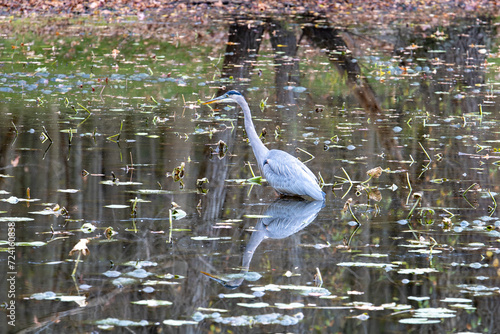 great blue heron in the water