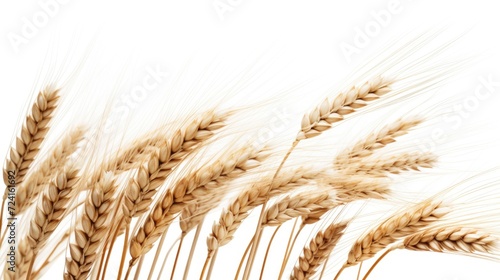 A close-up view of a bunch of wheat. This image can be used to depict agriculture, harvest, farming, or natural beauty