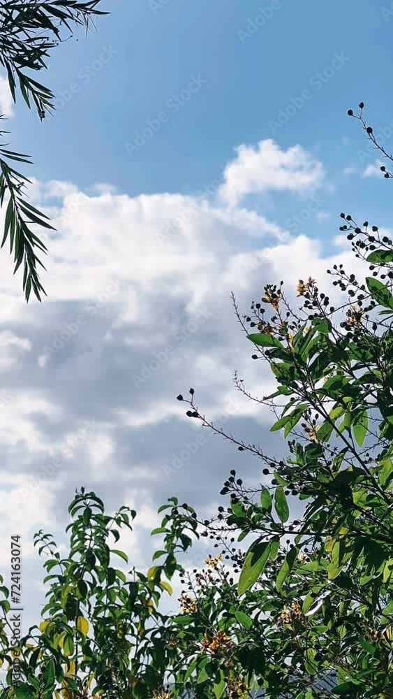tree, sky, nature, spring, flower, plant, leaf, branch, leaves, trees, summer, blue, blossom, bloom, flora, garden, branches, season, apple, forest, landscape, white, sun, beauty, bright tree, sky, nature, spring, flower, plant, leaf, branch, leaves, trees, summer, blue, blossom, bloom, flora, garden, branches, season, apple, forest, landscape, white, sun, beauty, bright