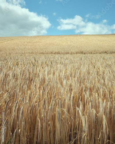 Gold wheat field and blue sky. Crops field. Scotland
