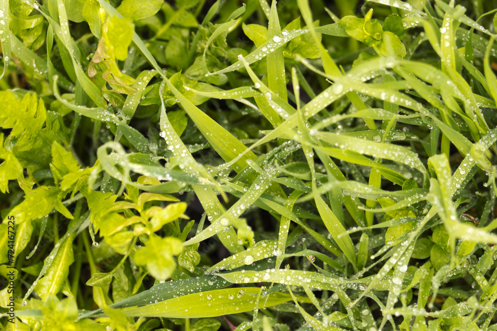 green spring texture of grass with dew drops green spring texture of grass with dew drops