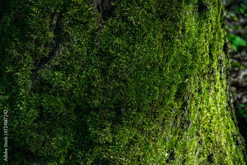 Fototapeta Naklejka Na Ścianę i Meble -  Tree bark with green moss. 