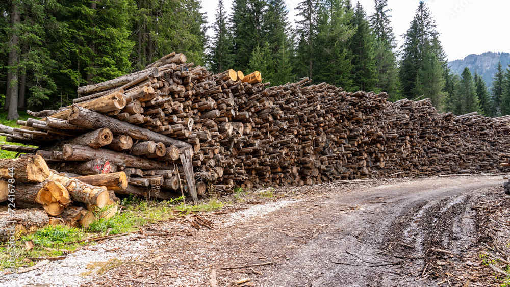 Thousands of logs stacked after the storm that destroyed the woods. Pile of wooden logs, big trunks of tall trees cut and stacked in a forest. Wood store for alternative energy production. Co2 saving
