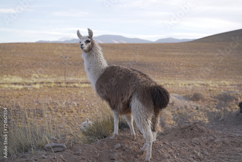 llama del norte argentino