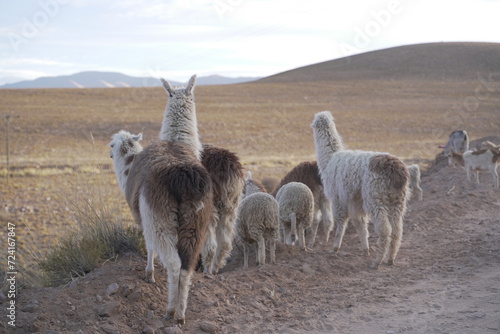 llama del norte argentino photo