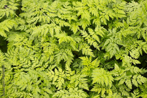 green texture from spring plants pattern