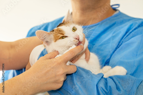 Gum and tooth diseases in cats, Veterinarian treats kitten's sick gums, Pet visits the doctor