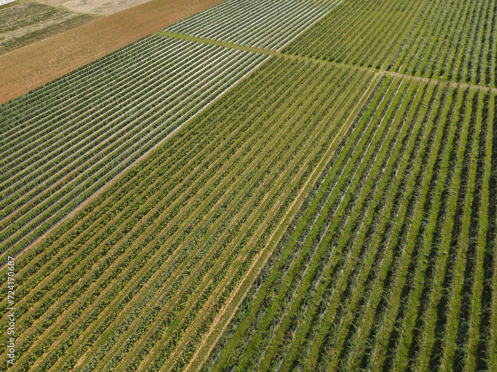 Aerial view of raspberry plantation in the countryside Aerial view of raspberry plantation in the countryside