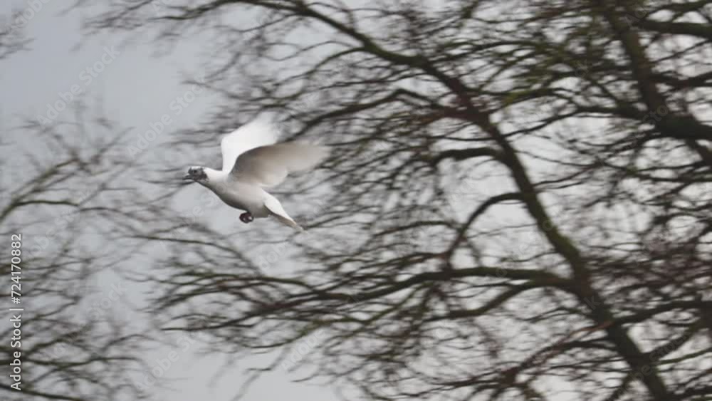 white dove slow motion flies among the trees white dove slow motion flies among the trees