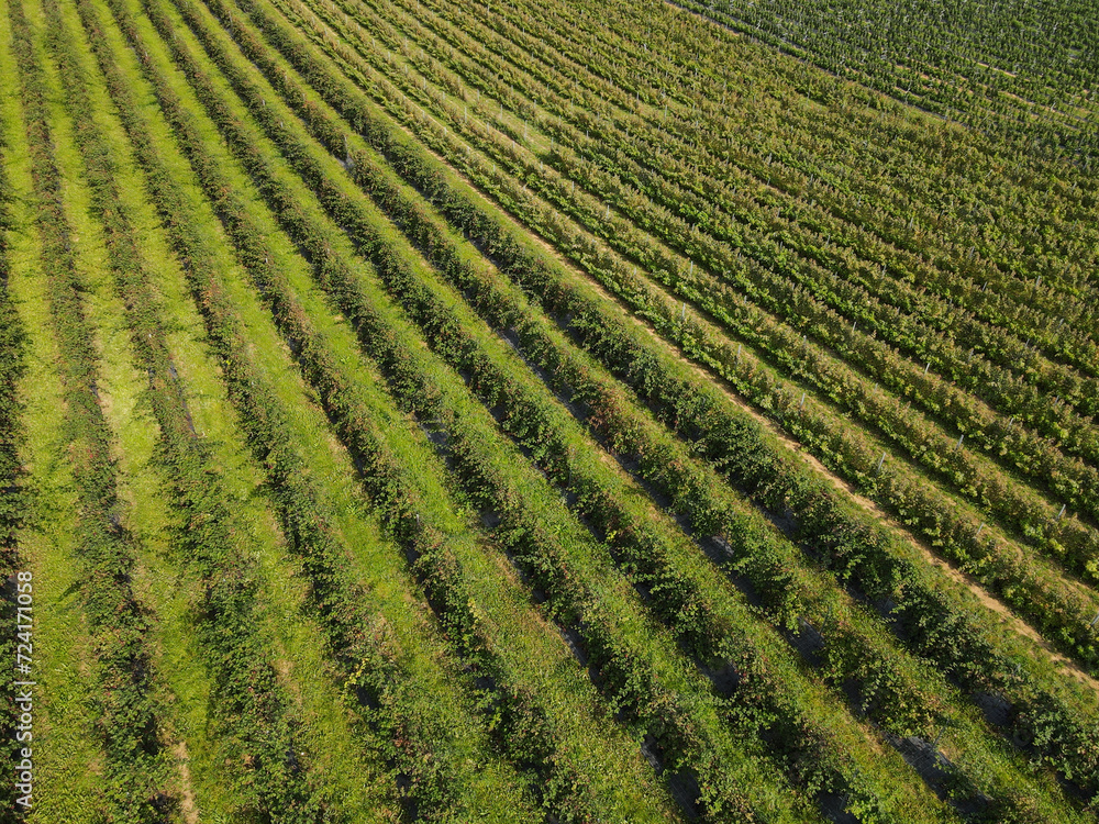 Aerial view of raspberry plantation in the countryside 