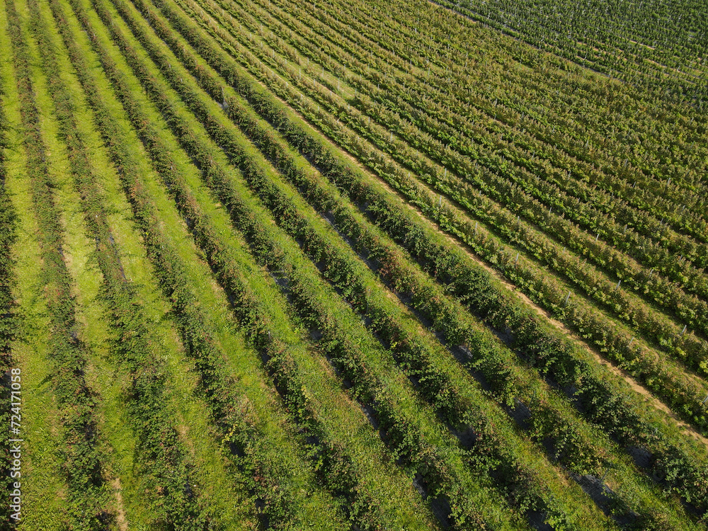 Aerial view of raspberry plantation in the countryside Aerial view of raspberry plantation in the countryside