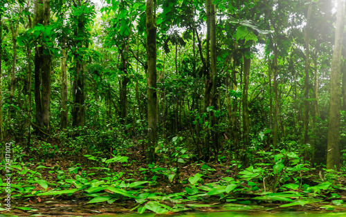 panorama banner background of tropical forest landscape scene for using in concept of environmental ecology and sustainable energy or Earth day, wild wood scenic using for wallpaper of spa and tourism