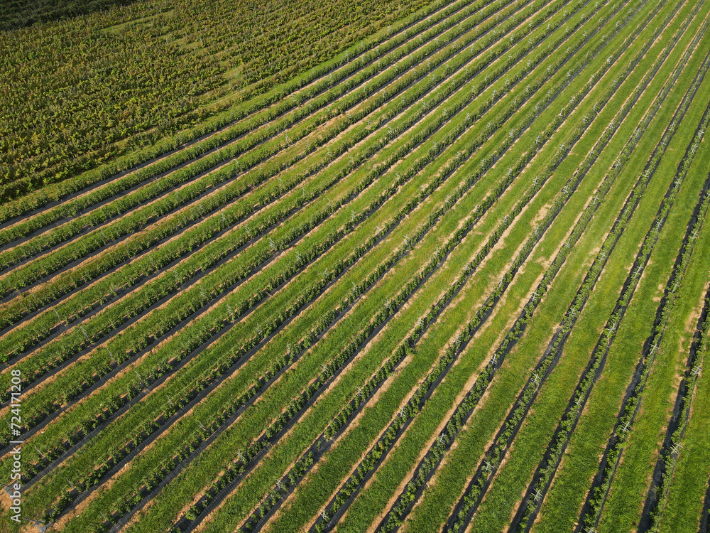 Aerial view of raspberry plantation in the countryside