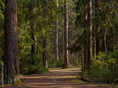 Fotografía Serenity and tranquility are the privilege of forest roads.