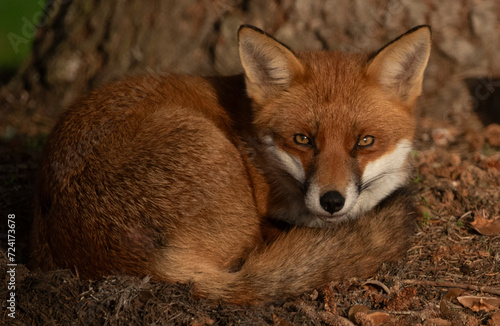 Sleeping fox in morning sunlight 