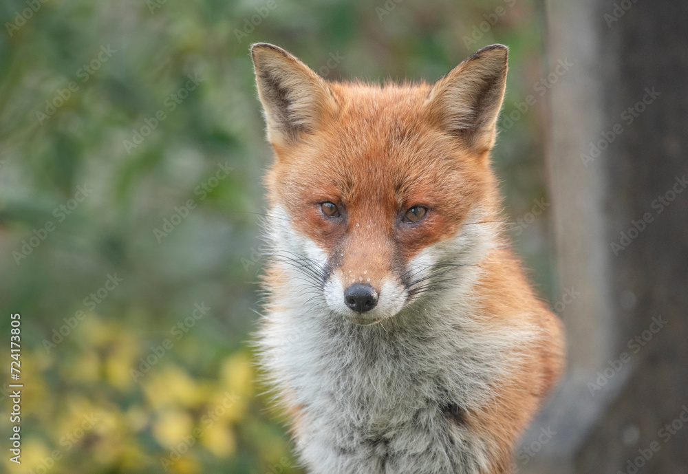 Beautiful little wild fox Beautiful little wild fox