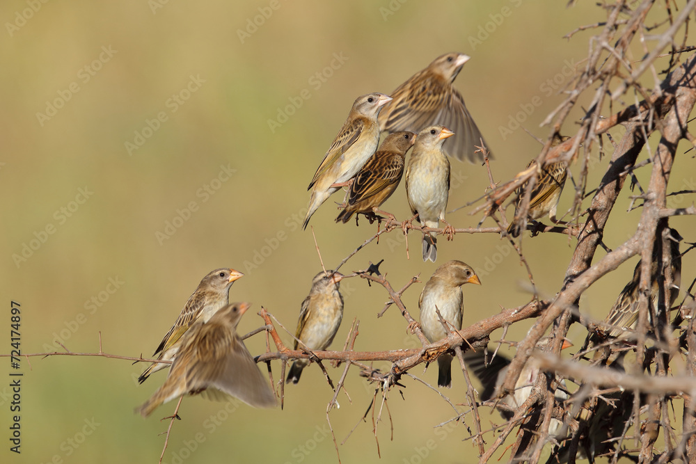 Naklejka premium Blutschnabelweber / Red-billed quelea or Red-billed weaver / Quelea quelea