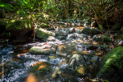 A small  beautiful stream with crystal-clear waters within the Parque das Neblinas private protected area. This is where the water that supplies the Itatinga River in S  o Paulo originates.