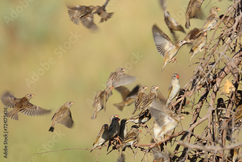 Blutschnabelweber / Red-billed quelea or Red-billed weaver / Quelea quelea photo