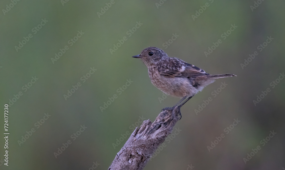european stonechat on the trunk european stonechat on the trunk