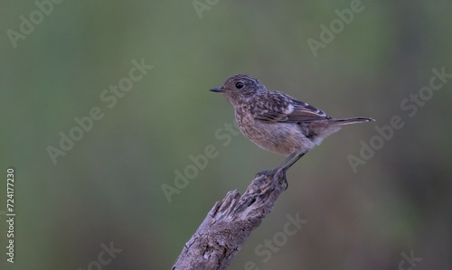 european stonechat on the trunk	