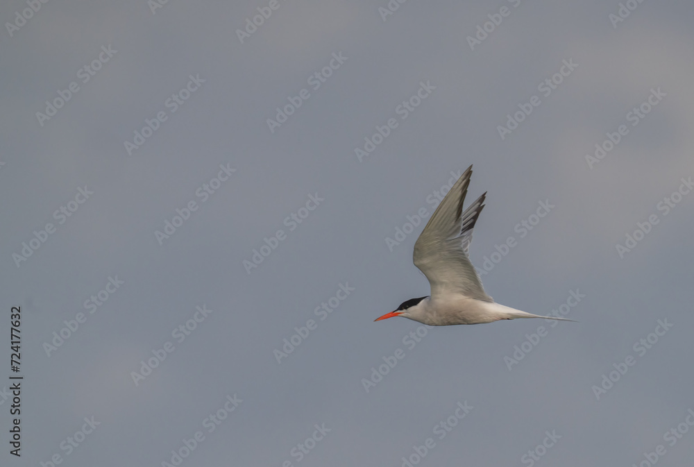 Obraz premium Common Tern over the mediterranean sea 