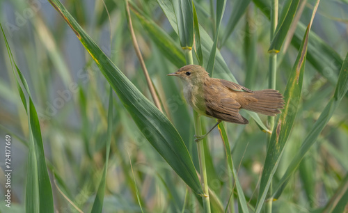 Common Reed Warbler among the reeds	 photo