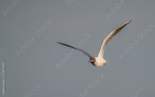 Black-headed Gull in flight over the mediterranean sea 