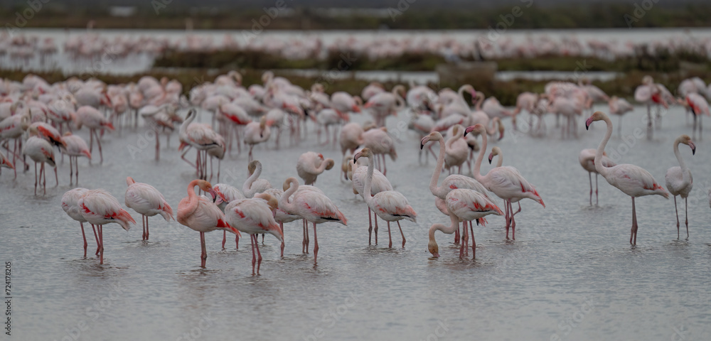 greater flamingos in the marshes of the ebro delta	