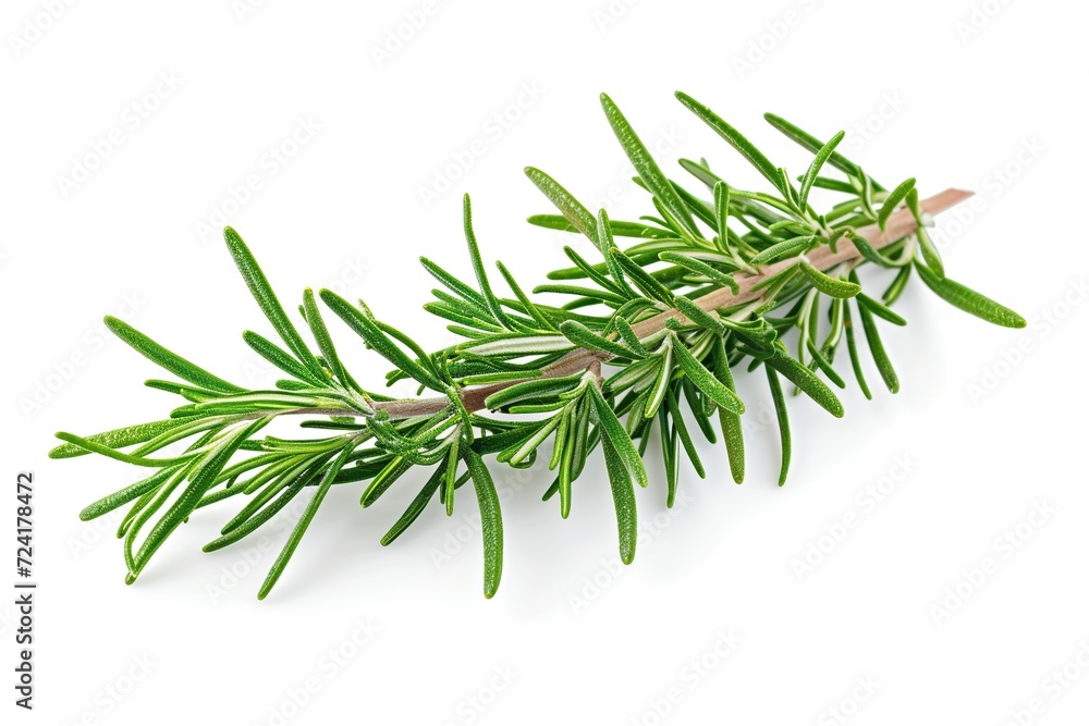 Rosemary twig isolated on white background