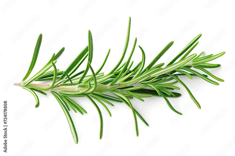 Rosemary twig isolated on white background