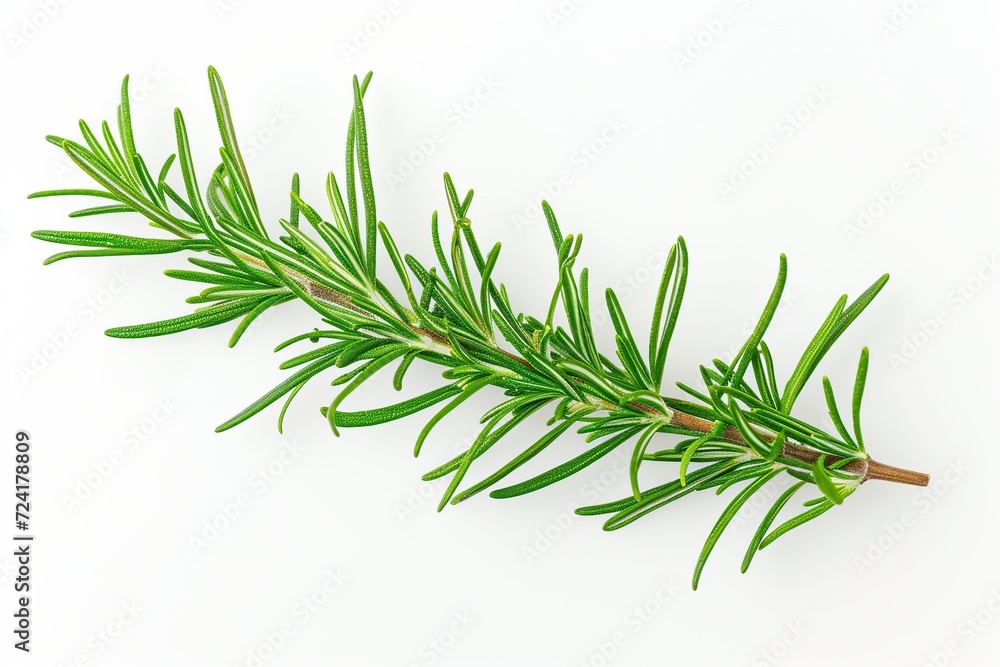 Fototapeta premium Rosemary twig isolated on white background