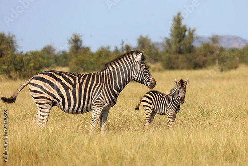 Steppenzebra   Burchell s zebra   Equus quagga burchellii.