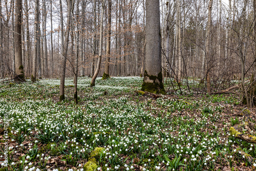 Fototapeta Naklejka Na Ścianę i Meble -  Lovely white and wild Snowflake Leucojum vernum Flowers in a german forest.