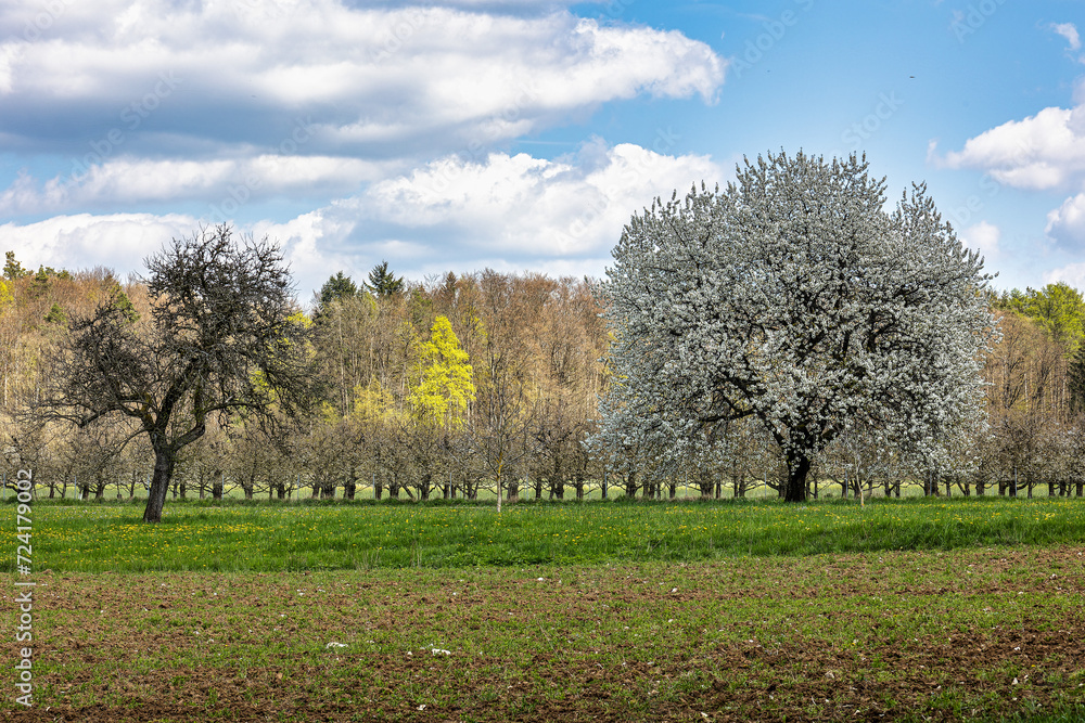 Cherry blossom on the hills around Pretzfeld, Germany in Franconian Switzerland Cherry blossom on the hills around Pretzfeld, Germany in Franconian Switzerland