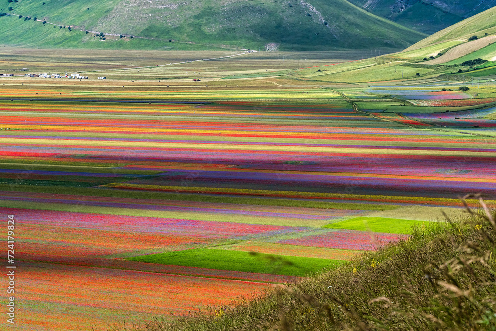Lentil flowering with poppies and cornflowers in Castelluccio di Norcia, Italy