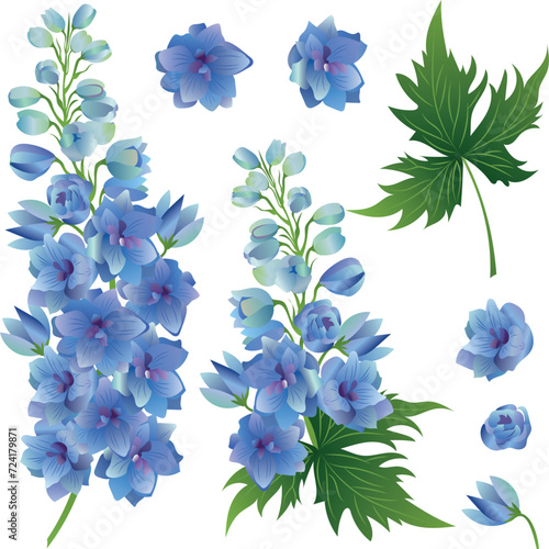 Delphinium Flower on Isolated Background. Elegant detailed botanical drawing of wild flowering plant. Can be used for card, invitations, wedding template. Set of  Delphinium flowers.