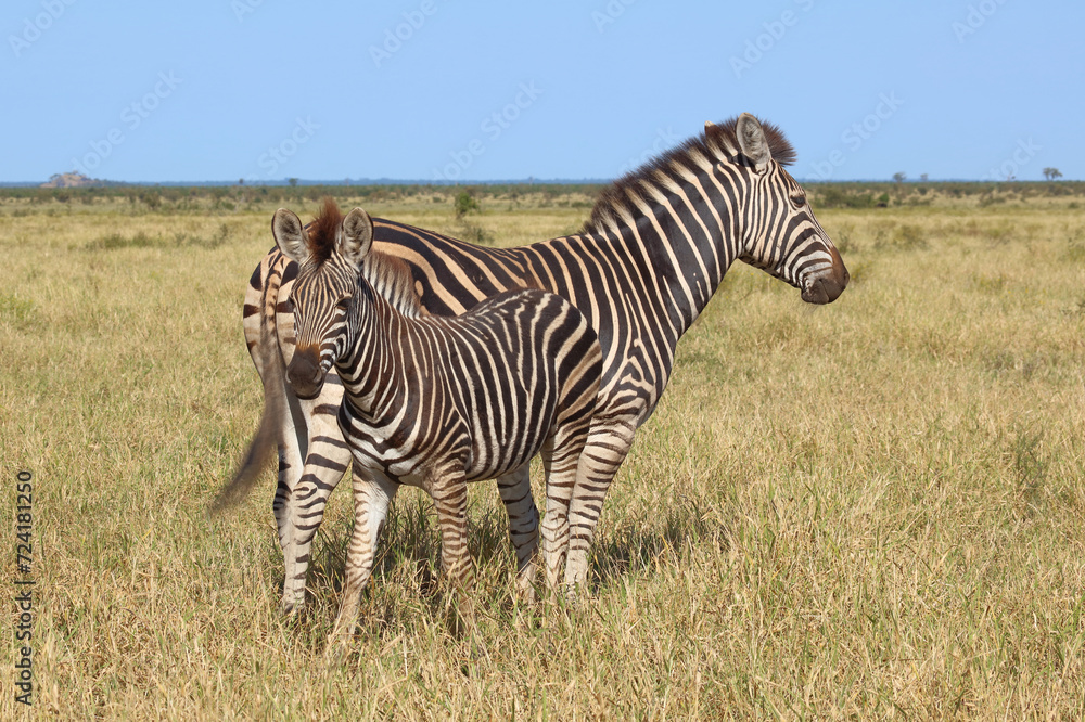 Steppenzebra / Burchell's zebra / Equus quagga burchellii. Steppenzebra / Burchell's zebra / Equus quagga burchellii.